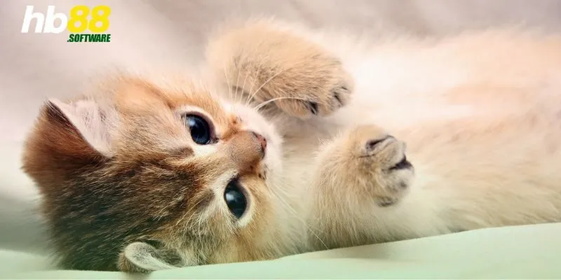 Mơ thấy mèo - Khám phá ý nghĩa và những con số đẹp nhất!
